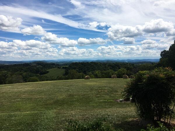 vineyard-view